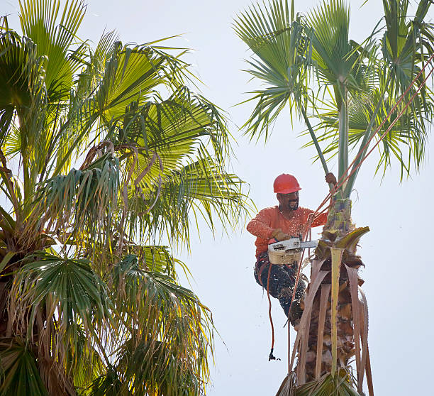 Best Arborist Services Near Me  in USA